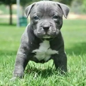 Meet your Posher, Deja